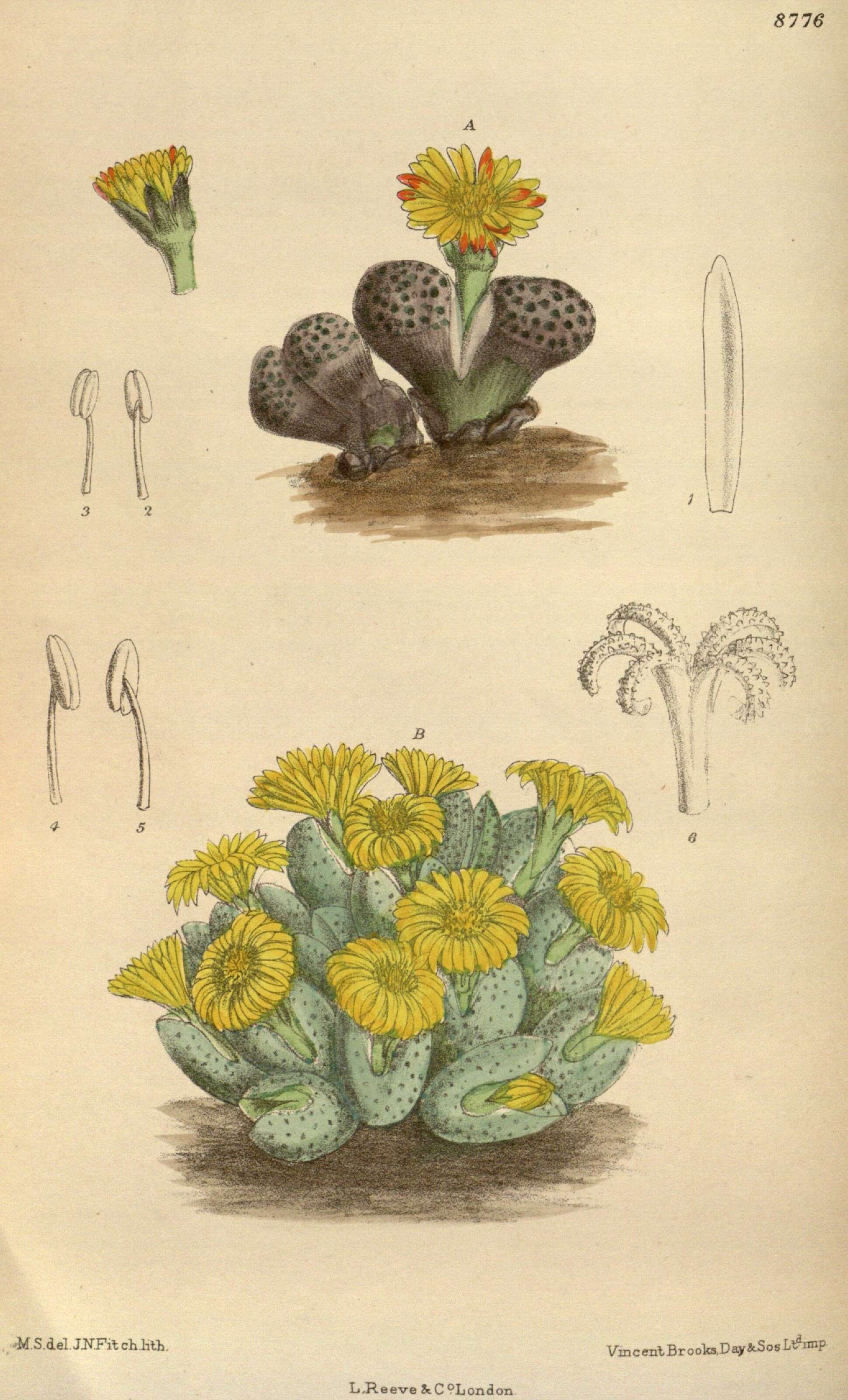 Image of Conophytum bilobum (Marloth) N. E. Br.