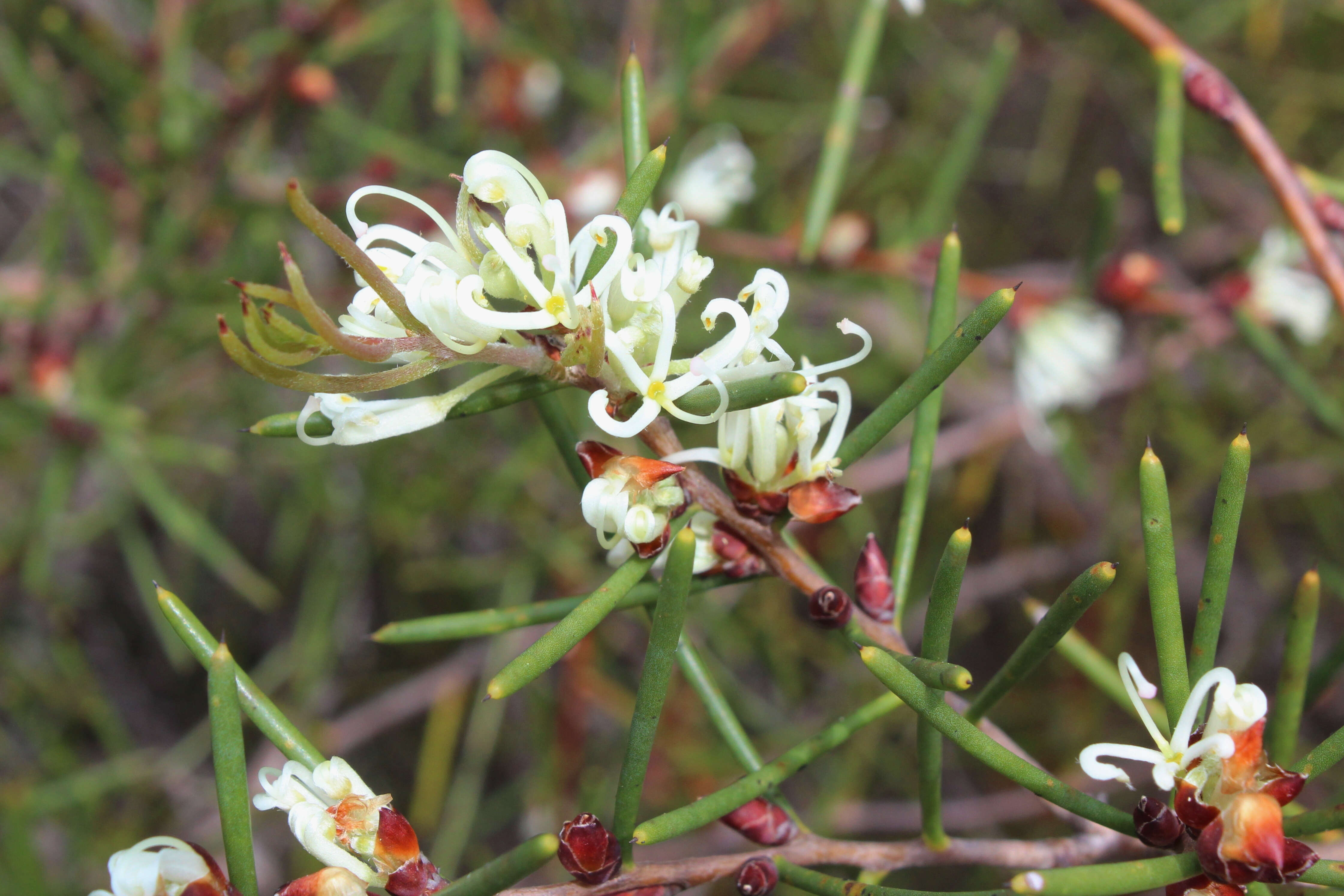 Image of Hakea teretifolia (Salisb.) Britten