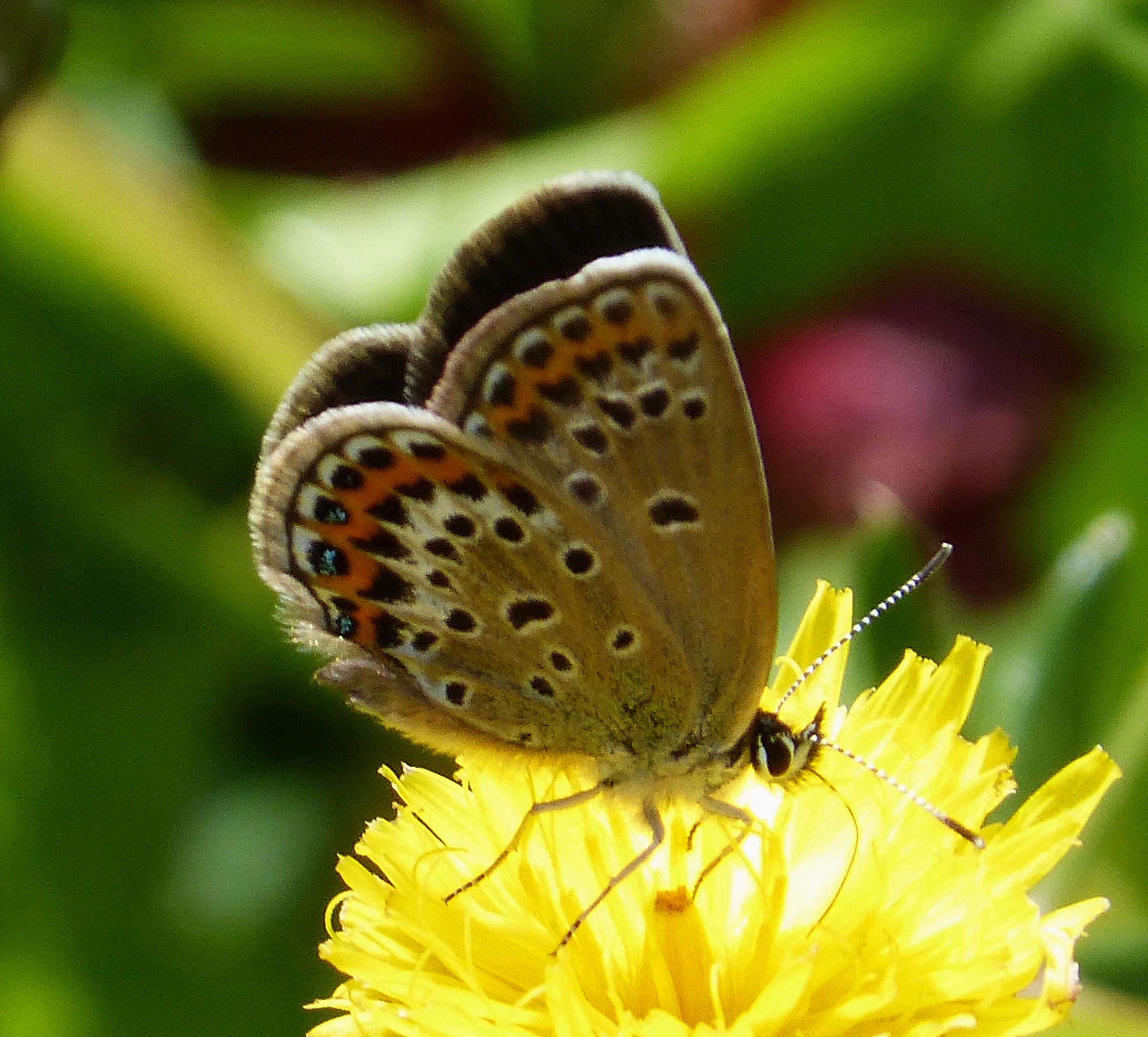 Image of Plebejus