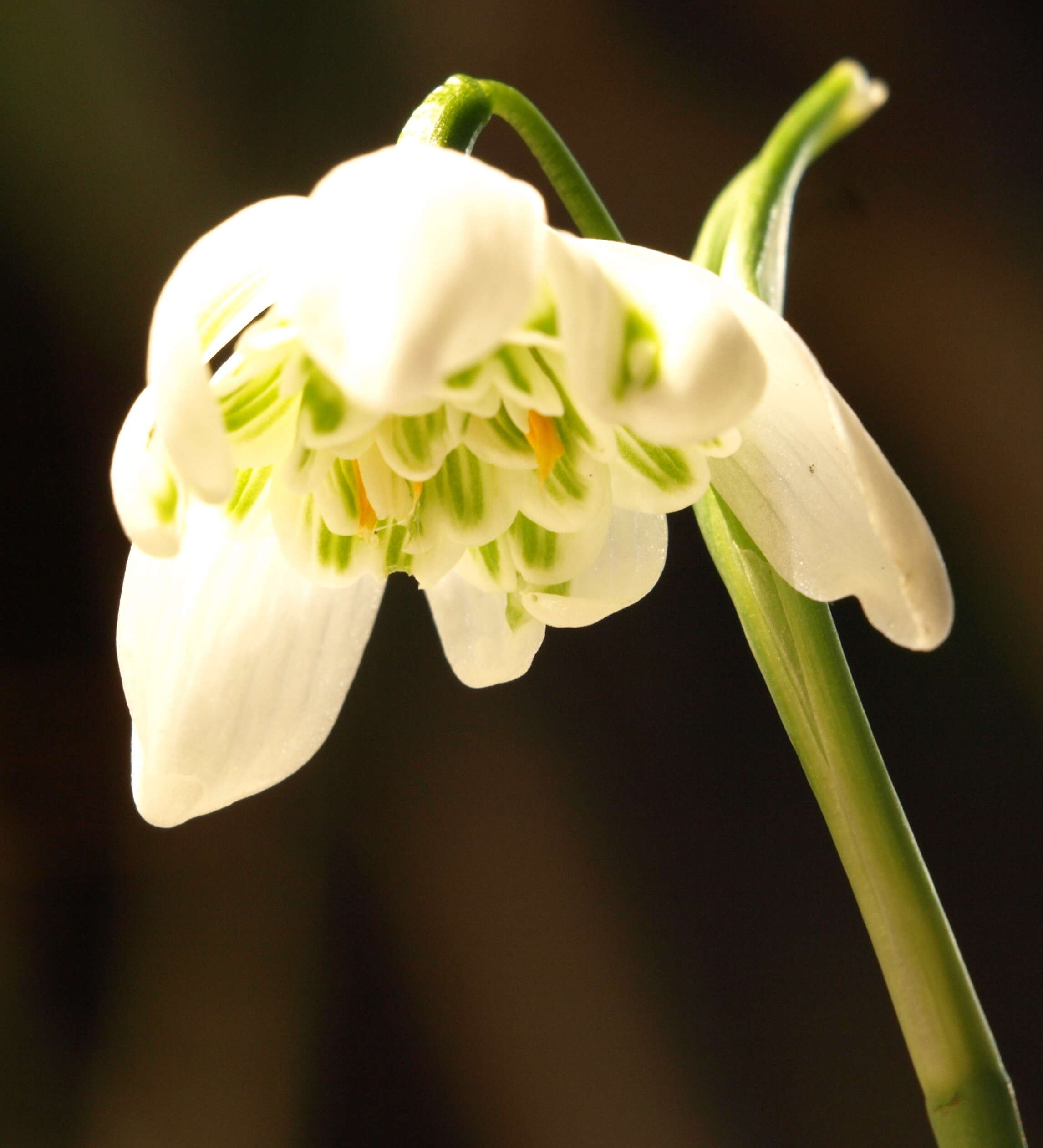 Image of Snowdrop