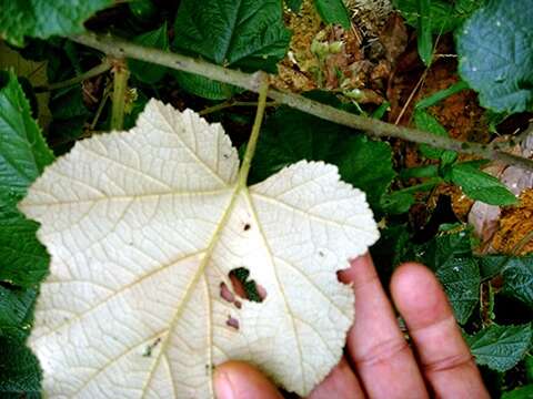 صورة Rubus moluccanus L.