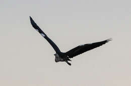 Image of Pacific Heron