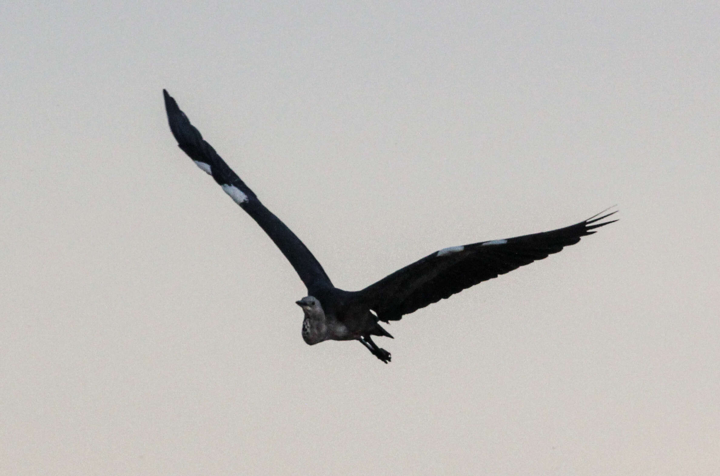 Image of Pacific Heron