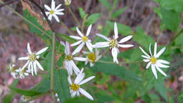 Olearia nernstii F. Müll. resmi