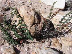 Pellaea ternifolia (Cav.) Link resmi