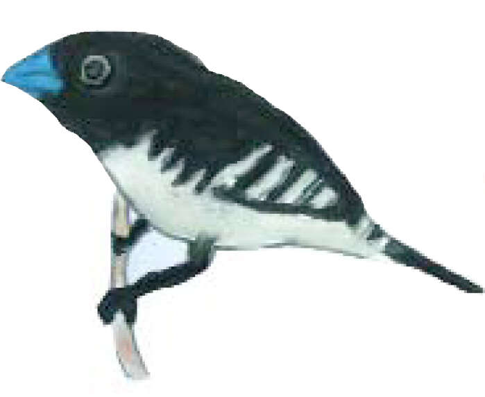 Image of Lonchura bicolor