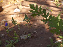 Image of Magnoliophyta