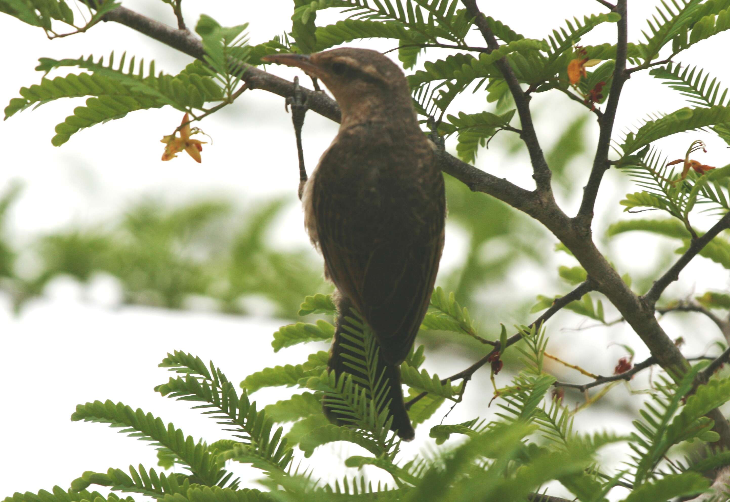 Image of Campylorhynchus Spix 1824