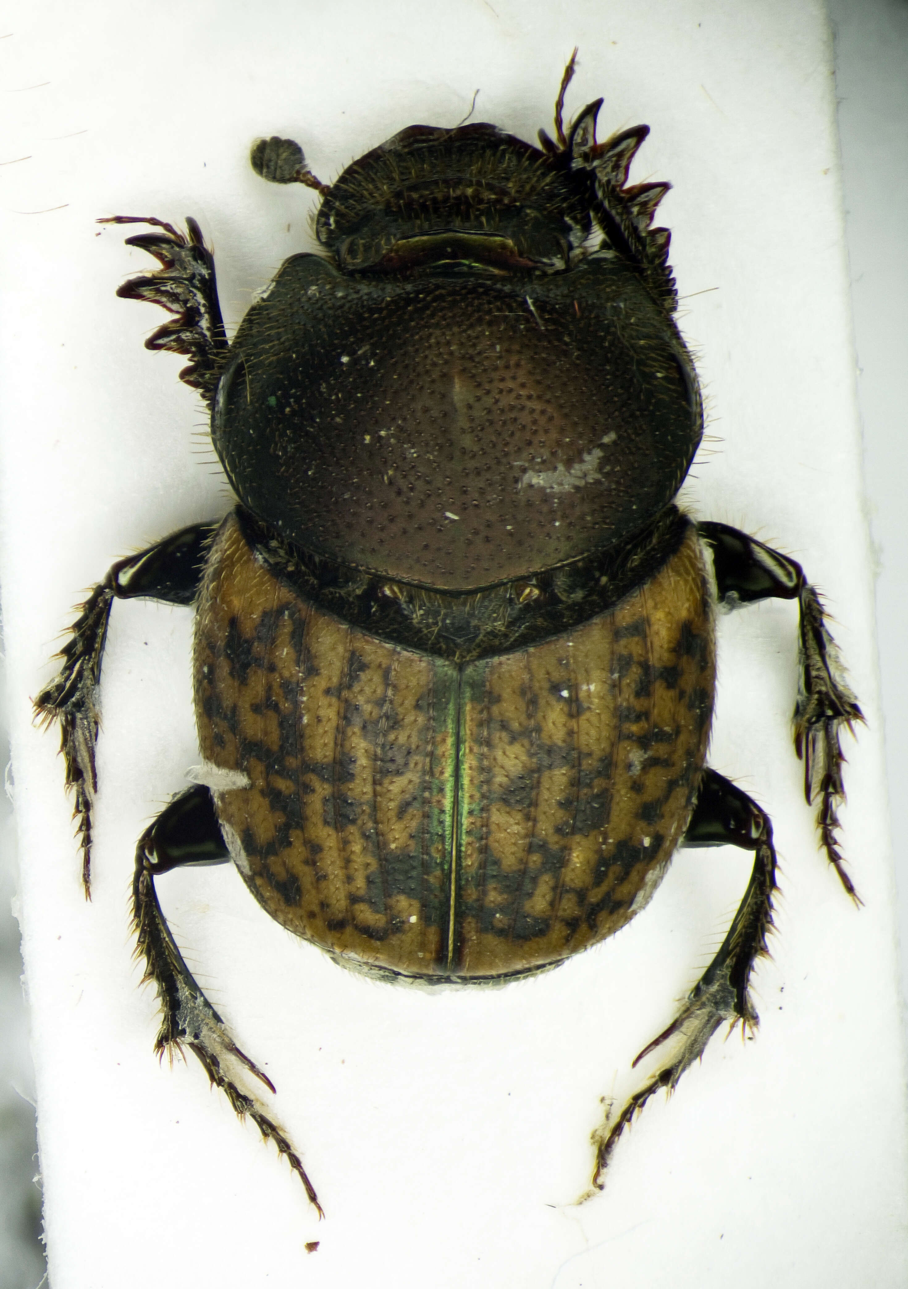 Image of Onthophagus