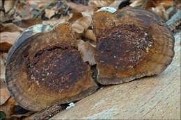 Image of Phellinus