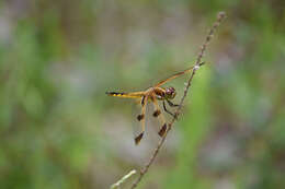 Image of Libellula Linnaeus 1758