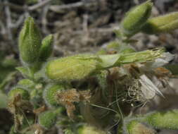 Image of Eucnide cordata (Kellogg) Kellogg ex Curran