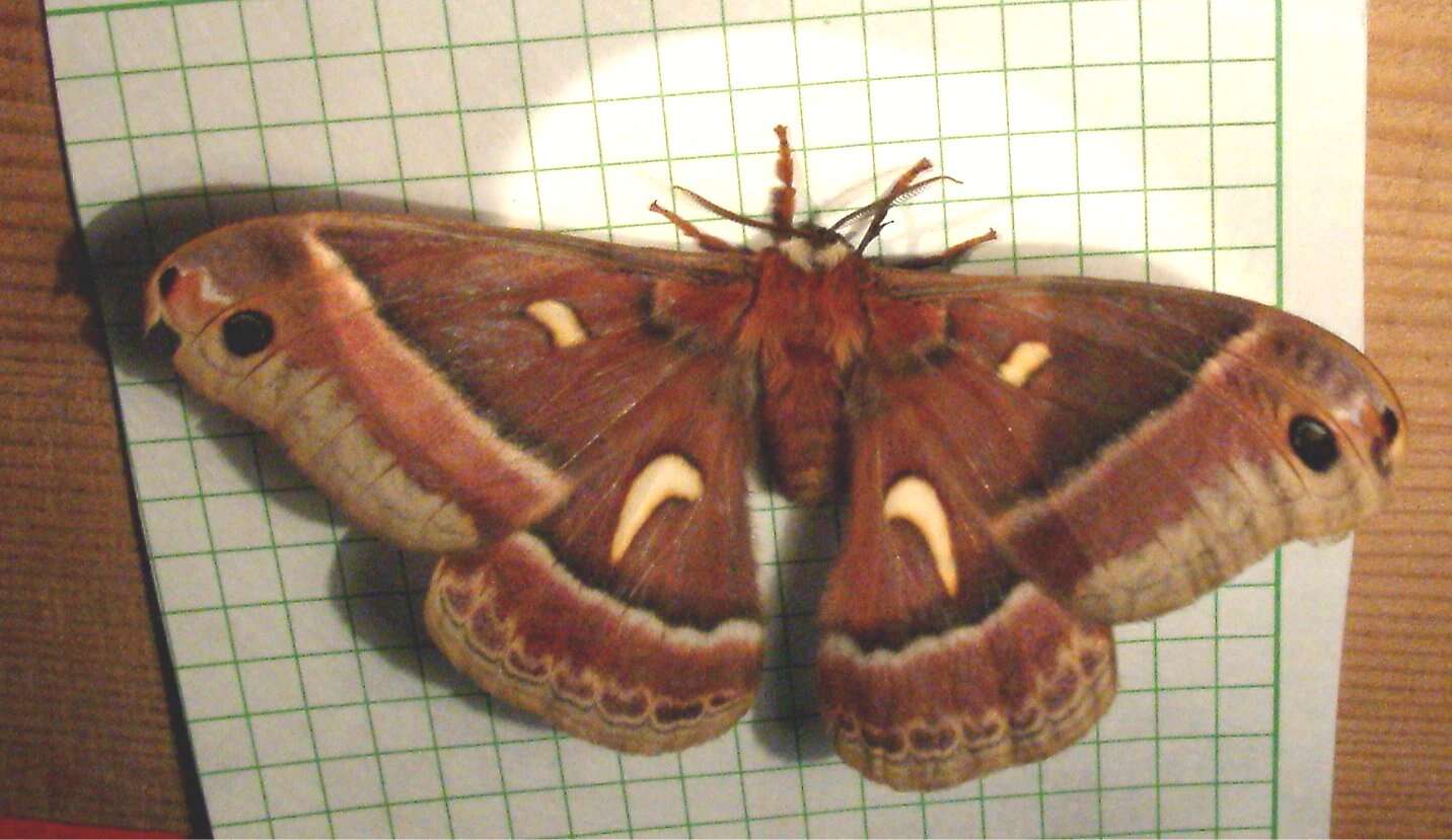 Image of Hyalophora Duncan