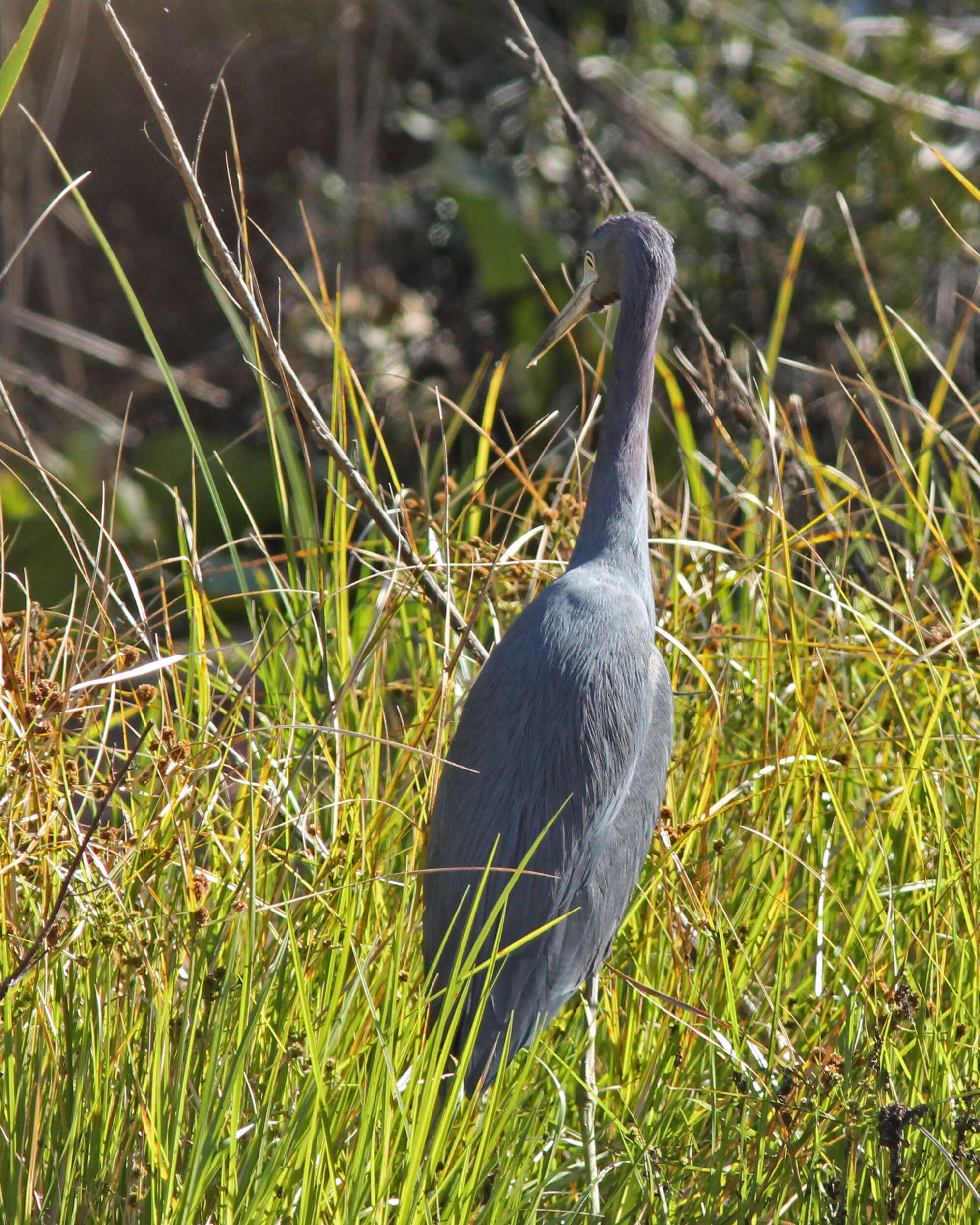 Image of Egretta Forster & T 1817