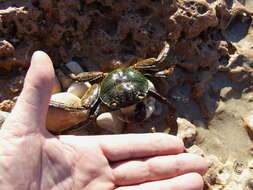 Image of marsh crabs, shore crabs, and talon crabs