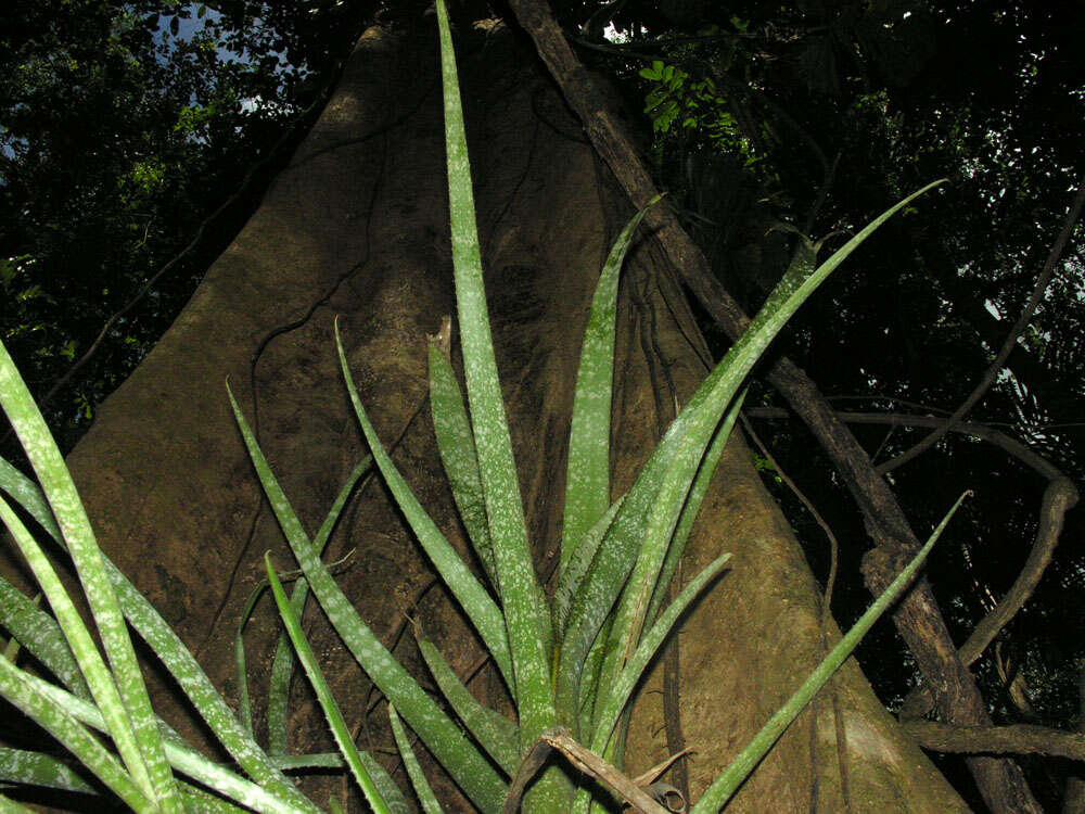 Image of billbergia