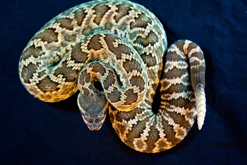 Crotalus oreganus Holbrook 1840 resmi