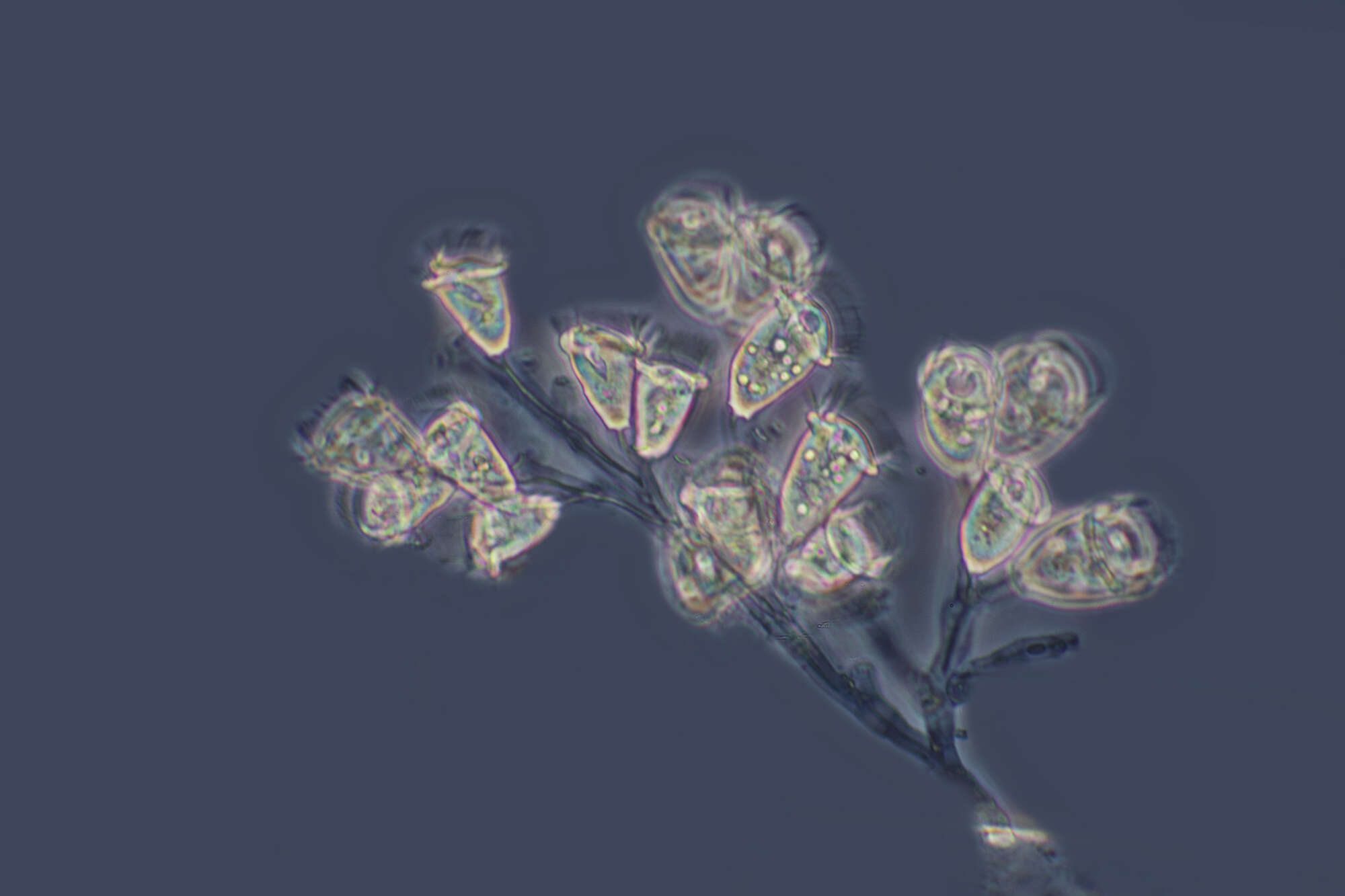 Image de Carchesium polypinum