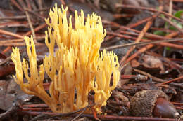 Слика од Ramaria stricta (Pers.) Quél. 1888