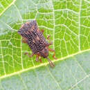 Image of Lantana leafminer