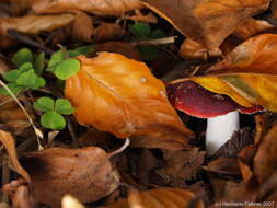 Image of Russula emetica (Schaeff.) Pers. 1796