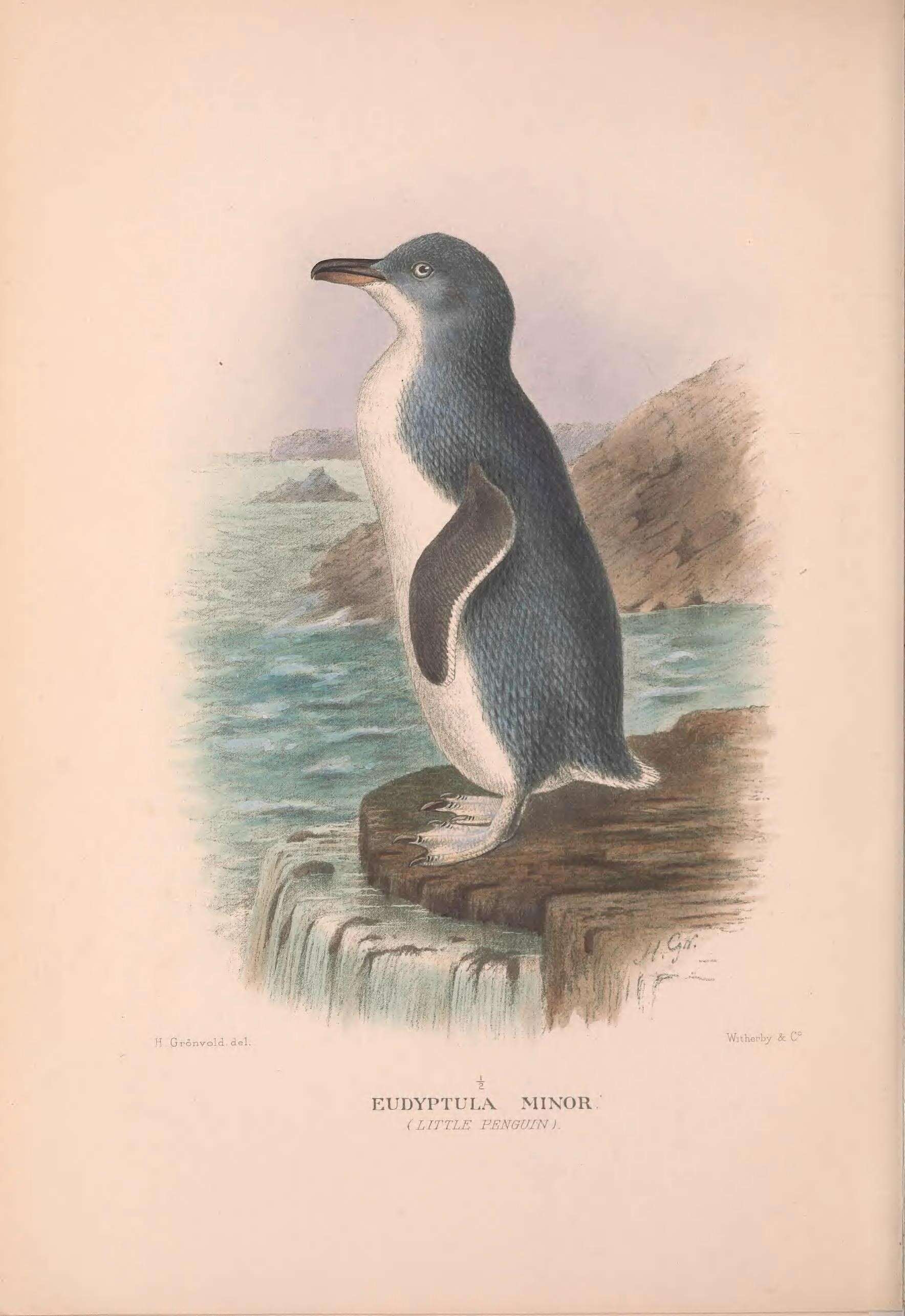 Image of Eudyptula Bonaparte 1856