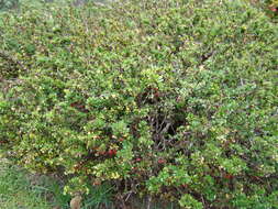 Image of Barberry