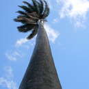 Image of cabbage palm