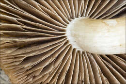 Image de Psathyrella