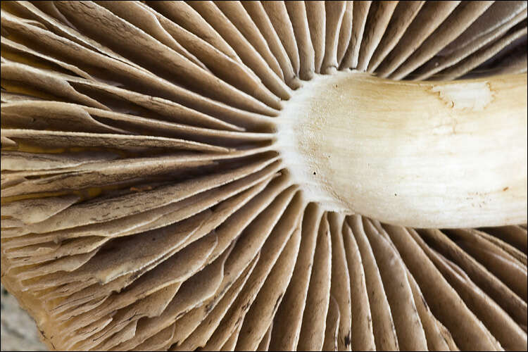 Image de Psathyrella