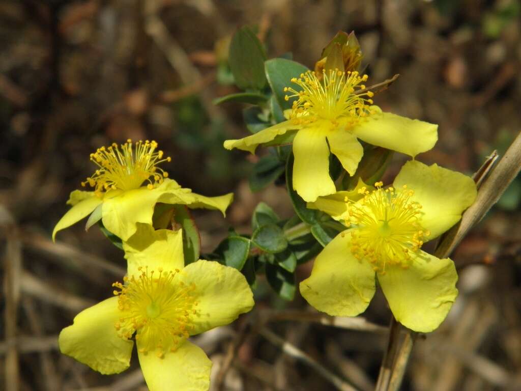 Image of fourpetal St. Johnswort