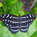 Image of Orsis bluewing butterfly