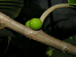 Image of Ficus brevibracteata Burger