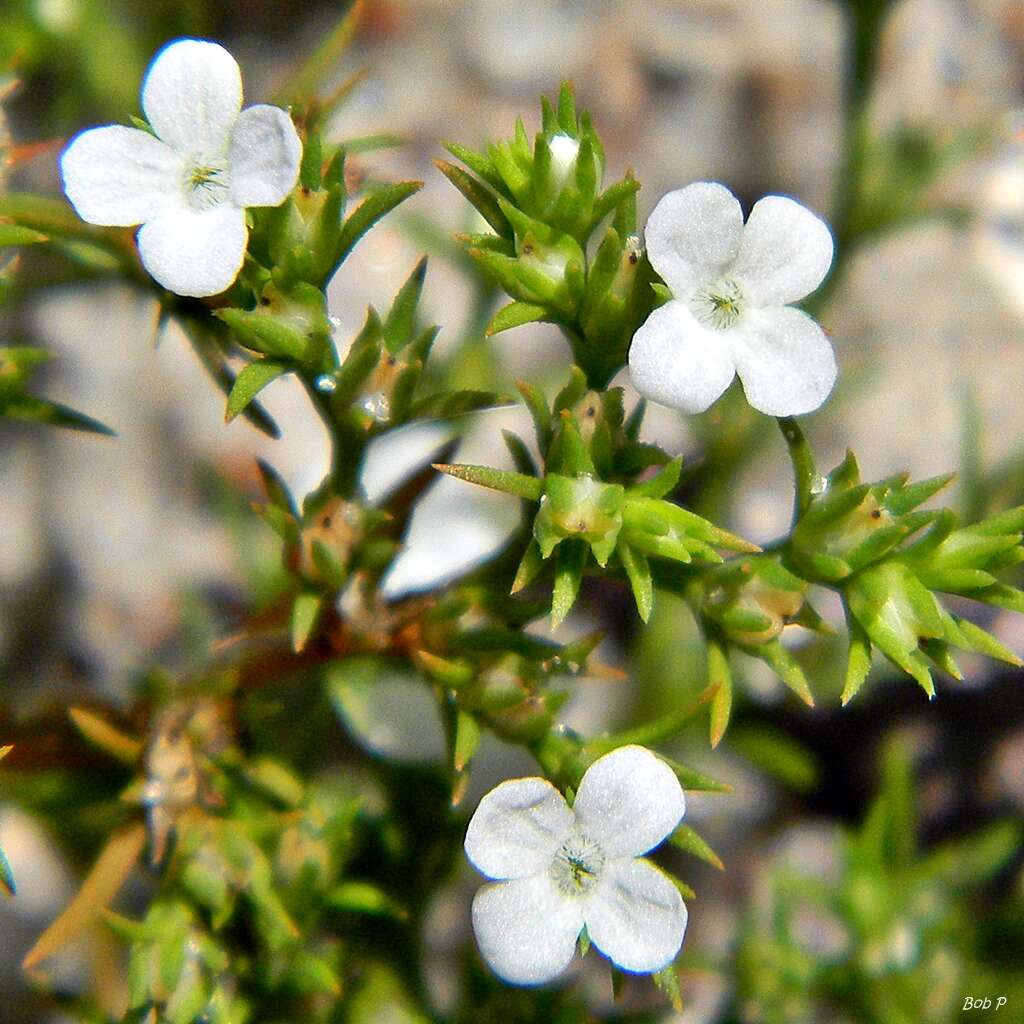 Image of Tetrachondraceae