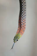 صورة Rhabdophis subminiatus (Schlegel 1837)