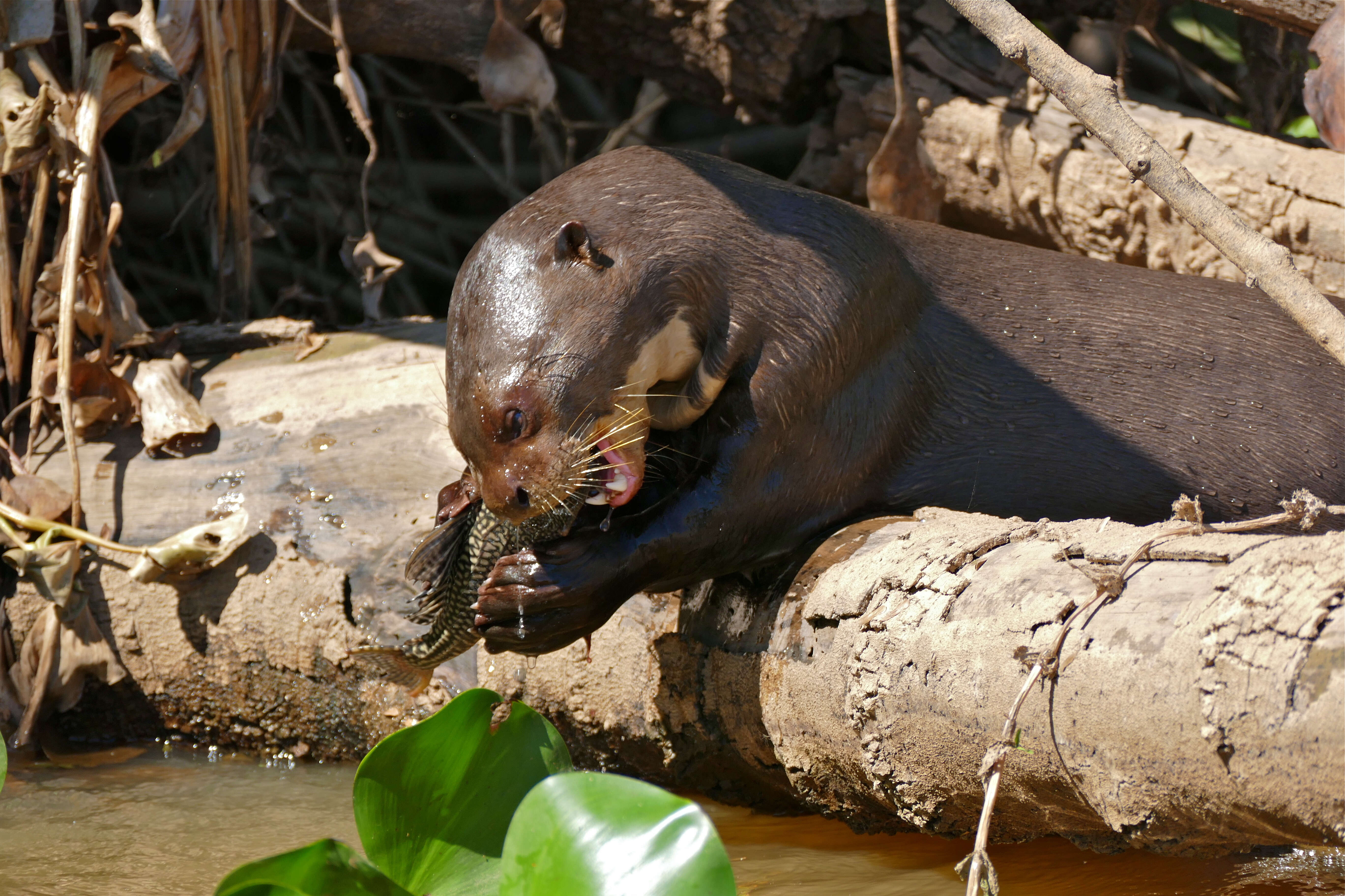 Image of giant otter