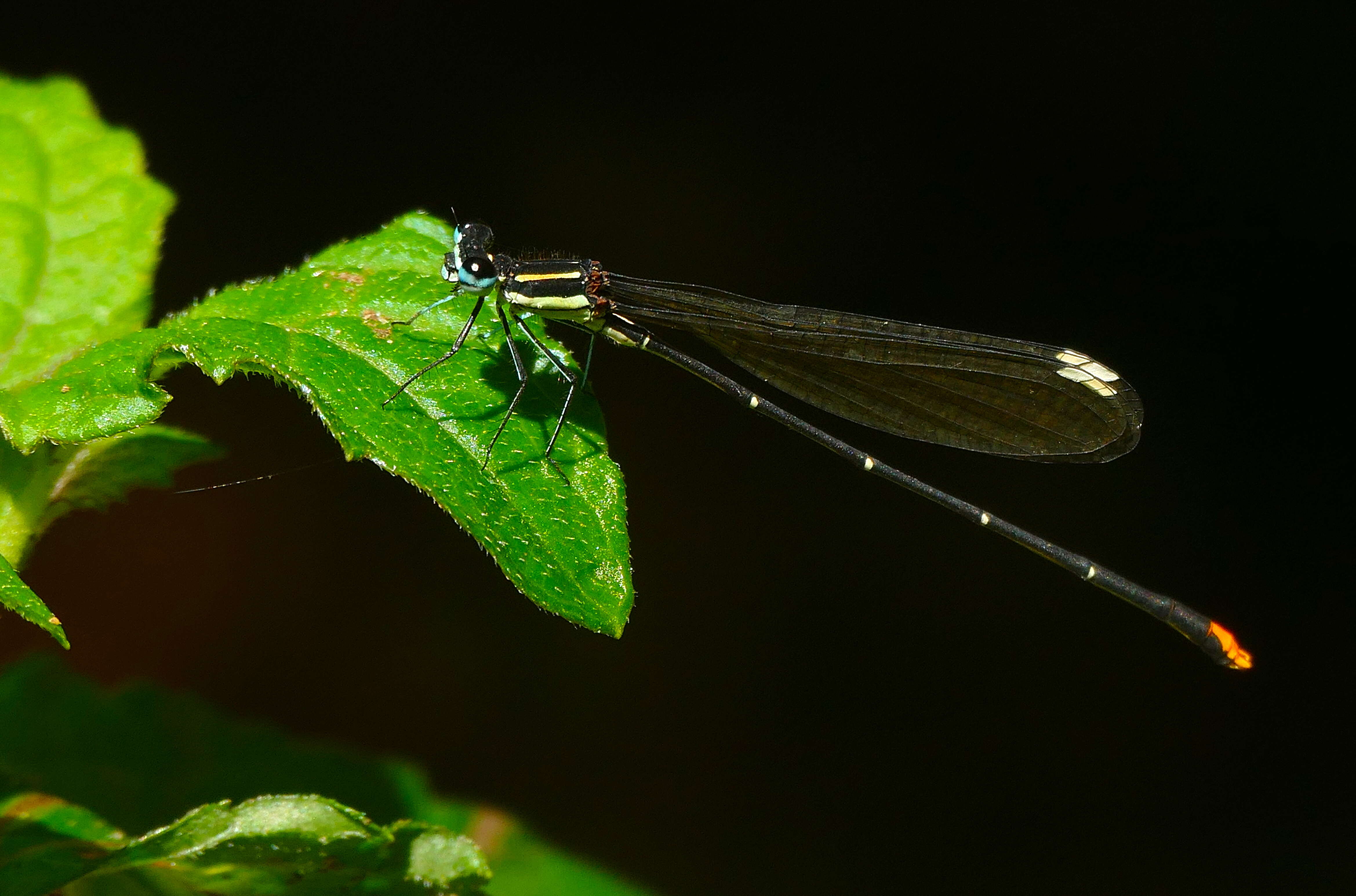 Image of Allocnemis Selys 1863