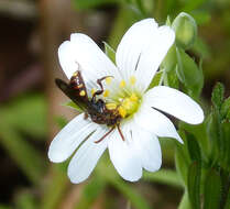 Image of Nomada ruficornis (Linnaeus 1758)