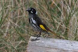 Image of New Holland Honeyeater