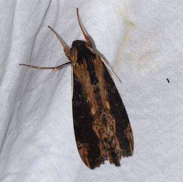 Image of Cramer's Sphinx Moth