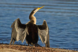 Plancia ëd Anhinga novaehollandiae (Gould 1847)