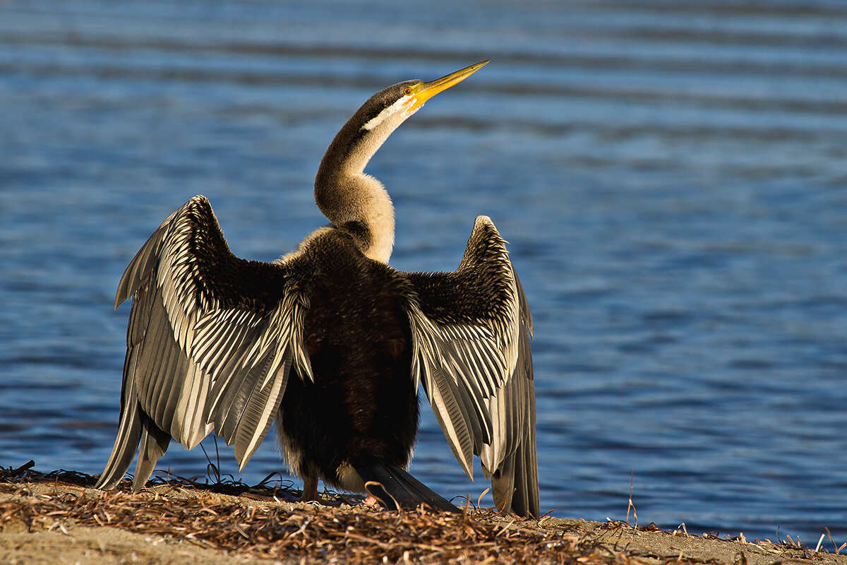 Image of Australasian Darter