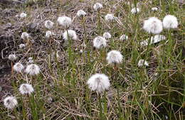 Image of cottongrass