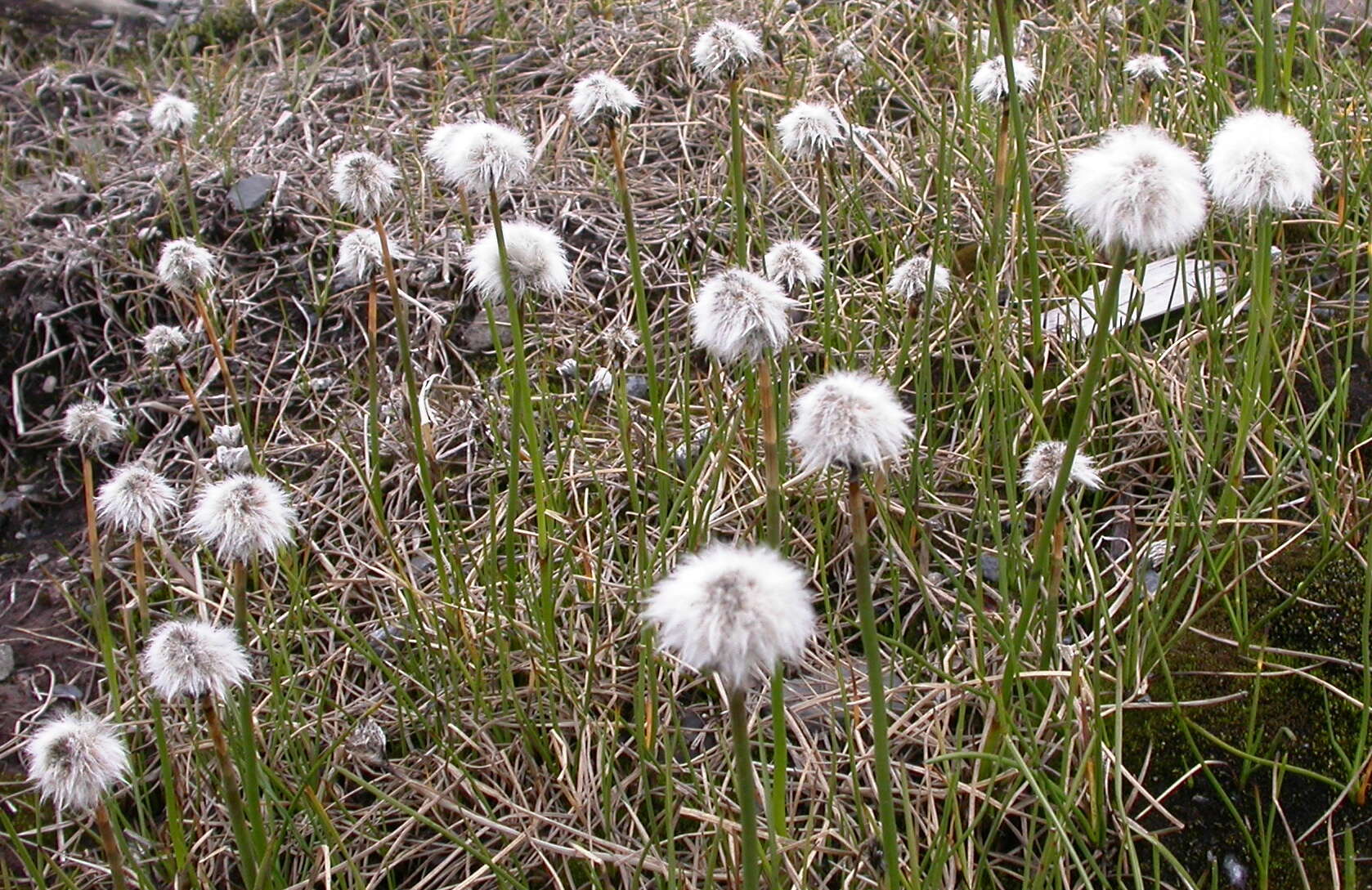 Image of white cottongrass