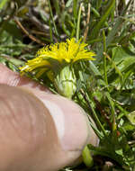 Слика од Taraxacum aristum Hagl. & G. Markl.