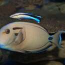 Image of Doubleband Surgeonfish