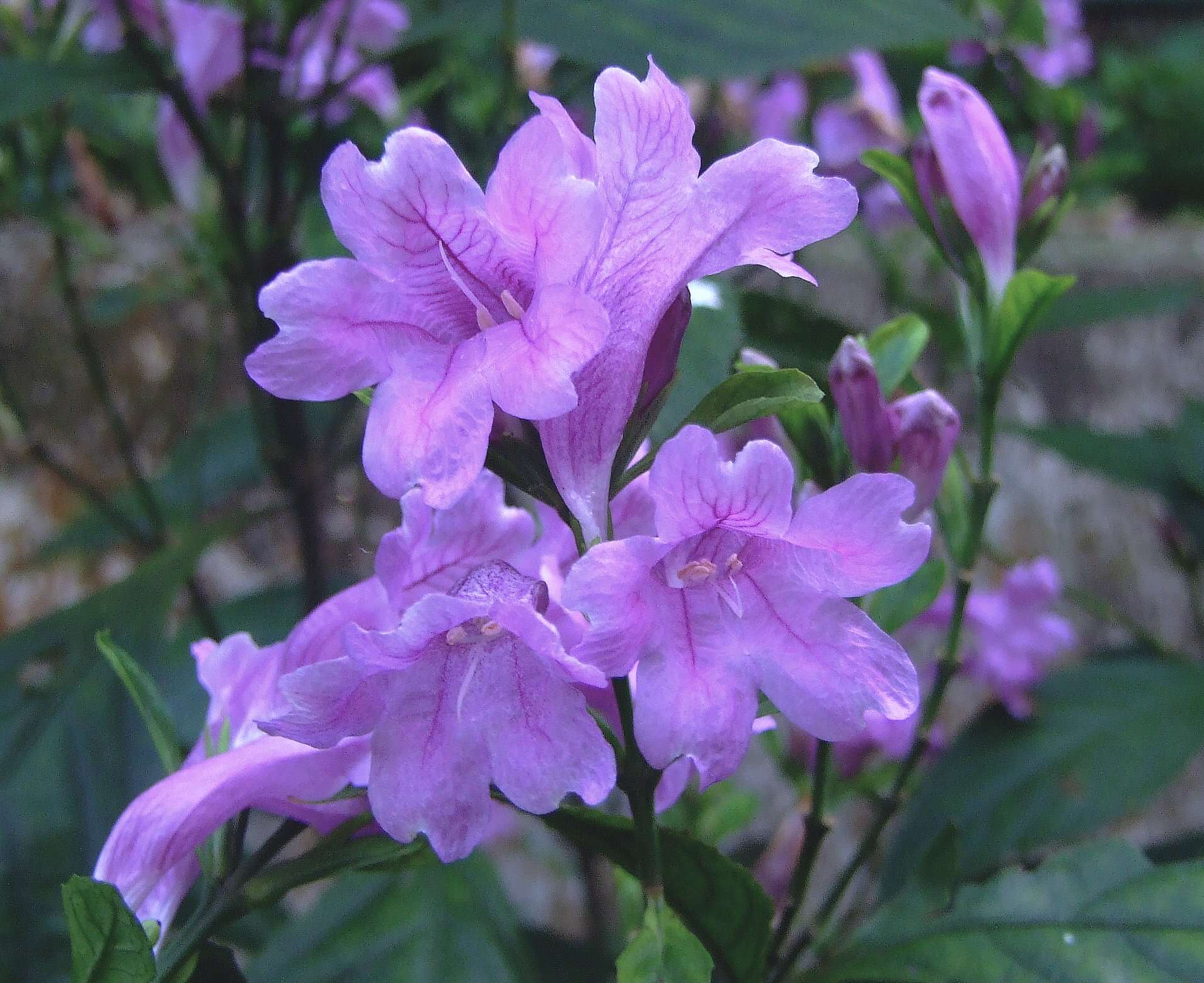 Imagem de Strobilanthes cusia (Nees) O. Kuntze