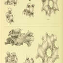 Image of Reteporella aurantiaca (MacGillivray 1883)