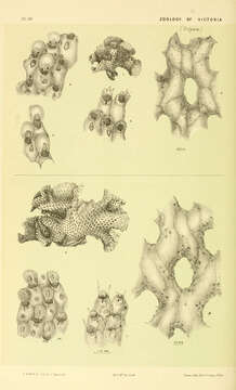 Image of Celleporoidea Johnston 1838