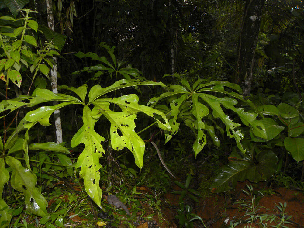 Image of Anthurium clavigerum Poepp.